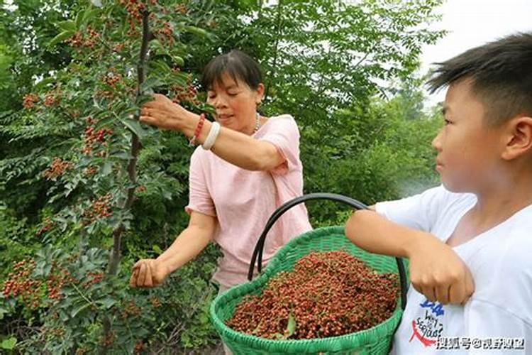 花椒树用什么肥料好
