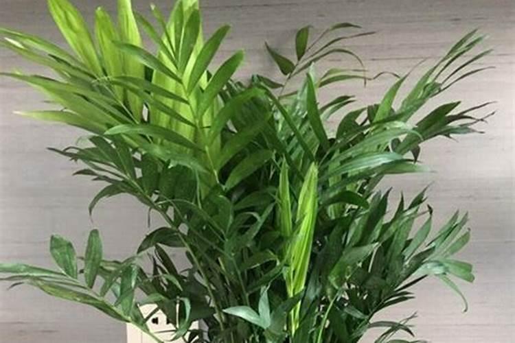 散尾葵应该施什么肥料