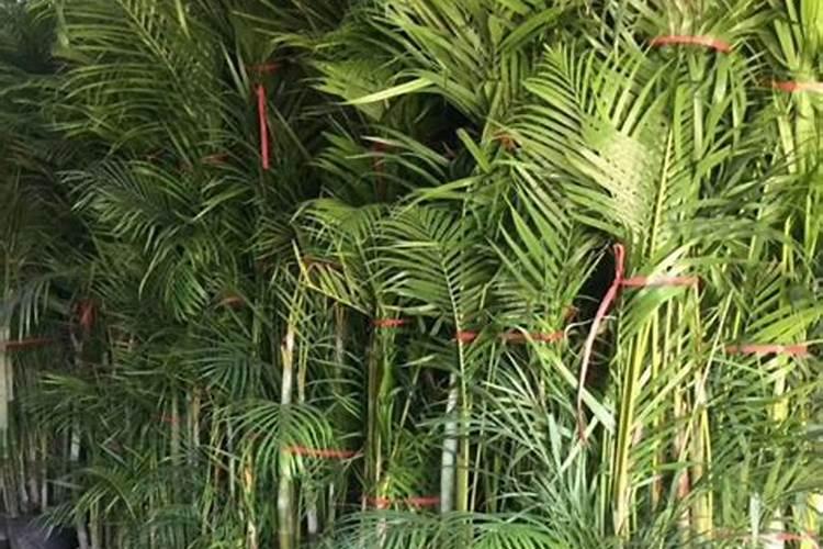 10种“吉祥花”,适合现在养,吸废气制氧气,越养越干净
