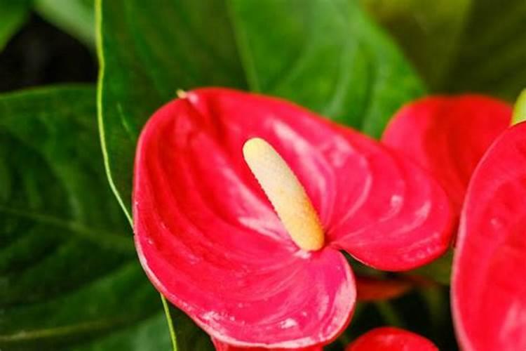 兰花花期浇水及施液肥对兰花有什么影响？