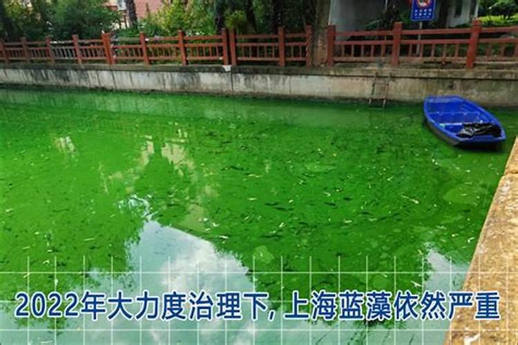 如何杀蓝藻