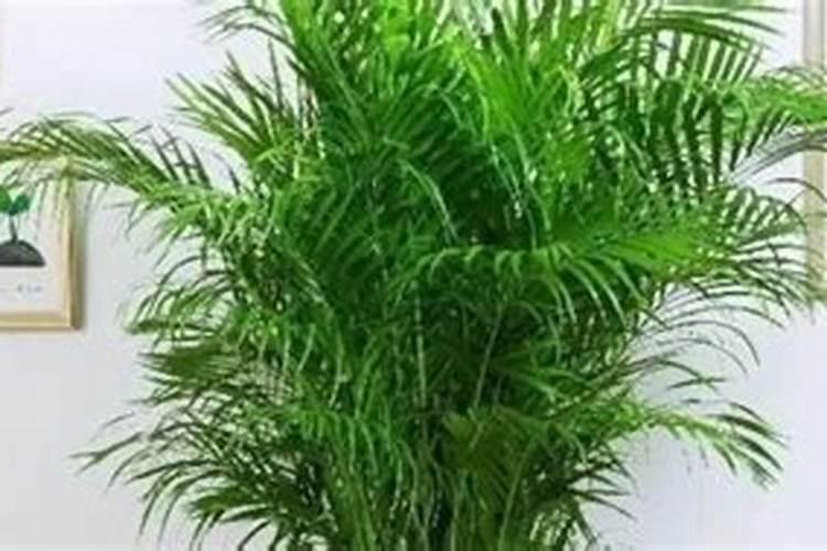 散尾葵用什么肥料最好