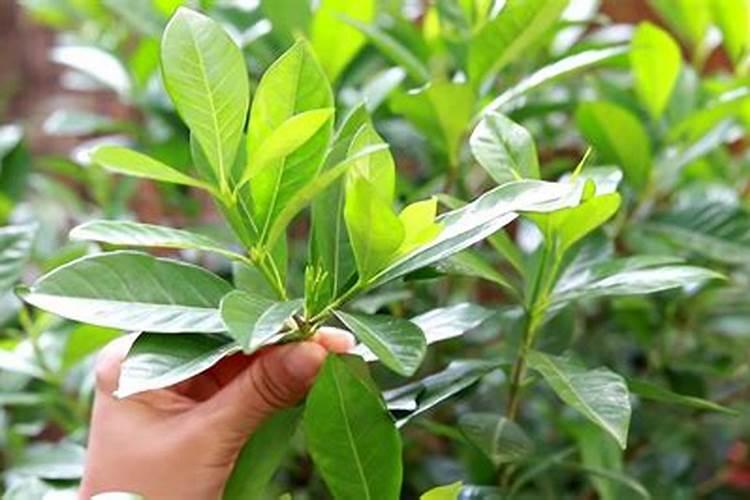 花芽分化用什么肥料好,什么肥料促进花芽分化