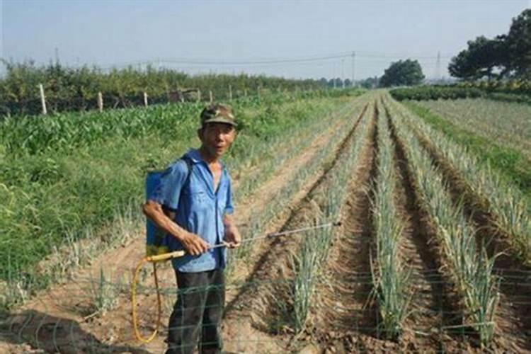 芹菜施什么肥料
