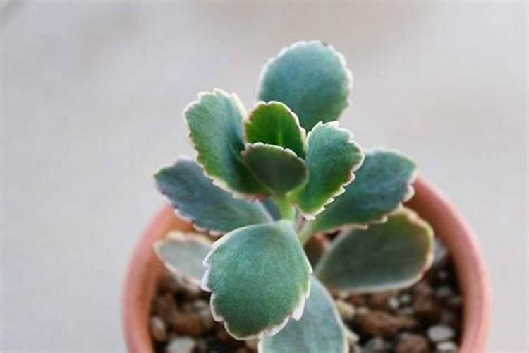 盆栽多肉植物施什么肥 该如何施肥