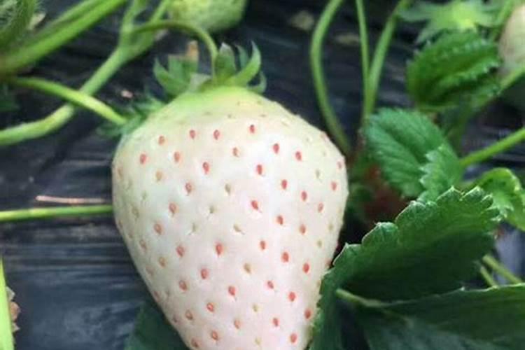 每次种植草莓都会因为病害让收益变低,该怎么办才好？
