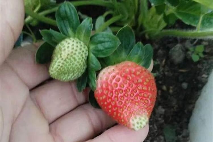 西红柿青头果是什么原因