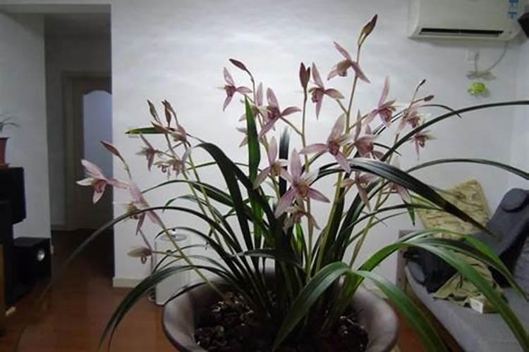 花生黄叶病的防治方法