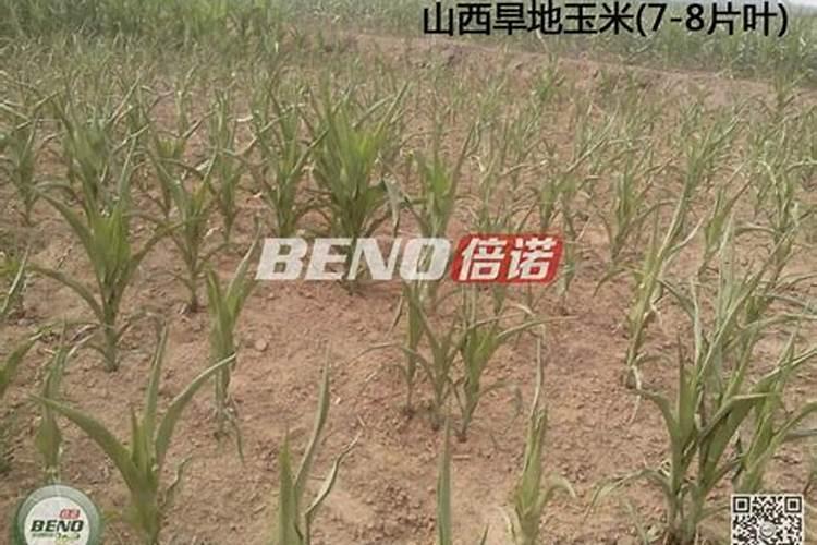 玉米用什么肥料做底肥好