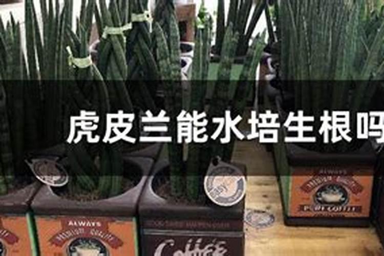 虎皮兰施什么肥好,虎皮兰怎么养发芽多？