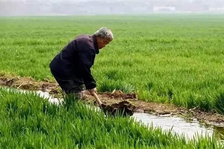 零上3度一零下6度小麦能浇水吗？