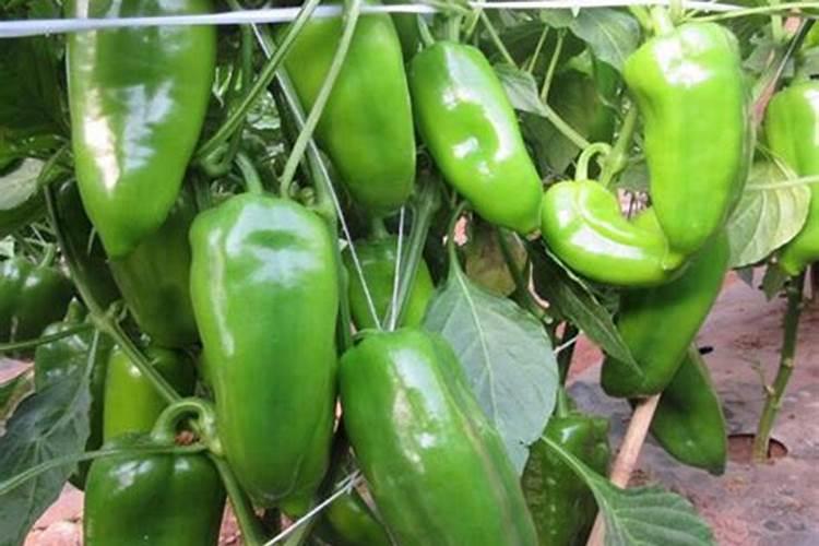 西红柿追肥用什么肥料