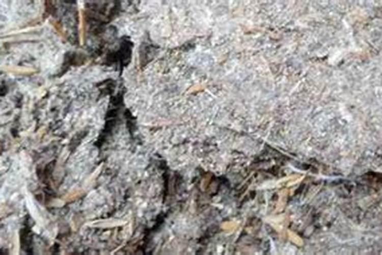 如何用花甲壳做工艺品