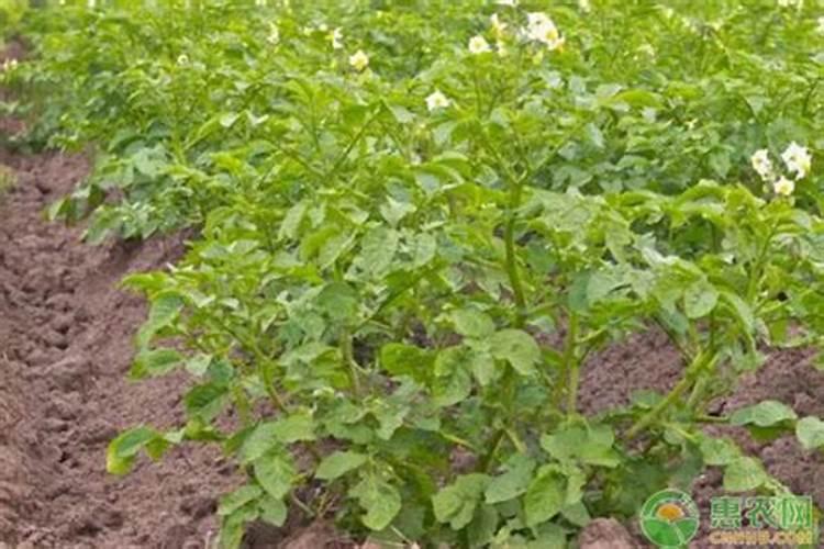 马铃薯后期如何管理