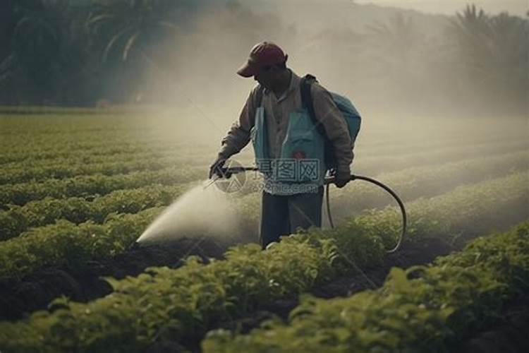 水稻什么时候施硼肥？