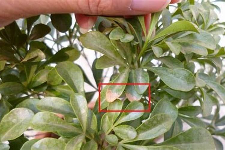 什么类型的叶面肥能有效增厚植物叶子？