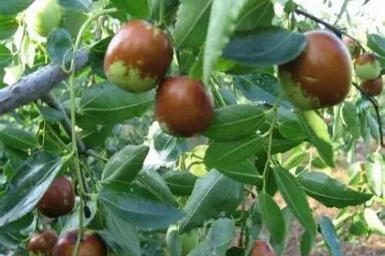 草莓要施什么肥料