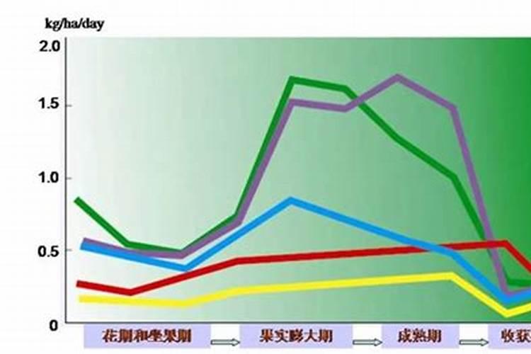 樱桃小番茄施肥要合理,樱桃小番茄如何合理施肥？