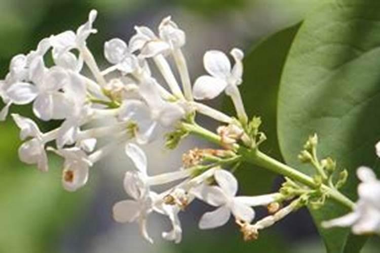 促进开花施什么肥料(果树促花用什么叶面肥好)