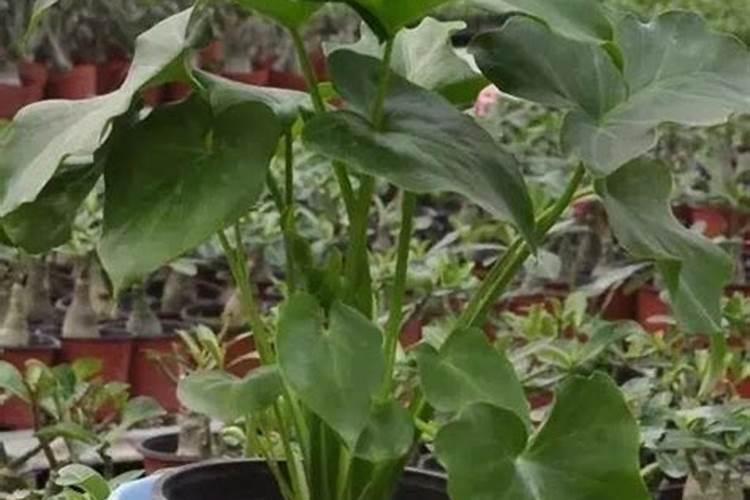 金丝楠木树苗种植技术