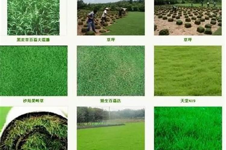重庆百慕大草坪多少钱一平方
