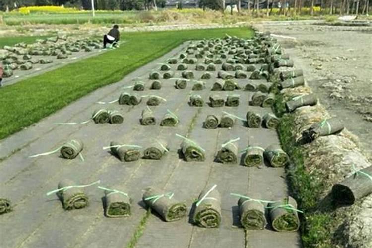 草坪专用肥每平米撒多少