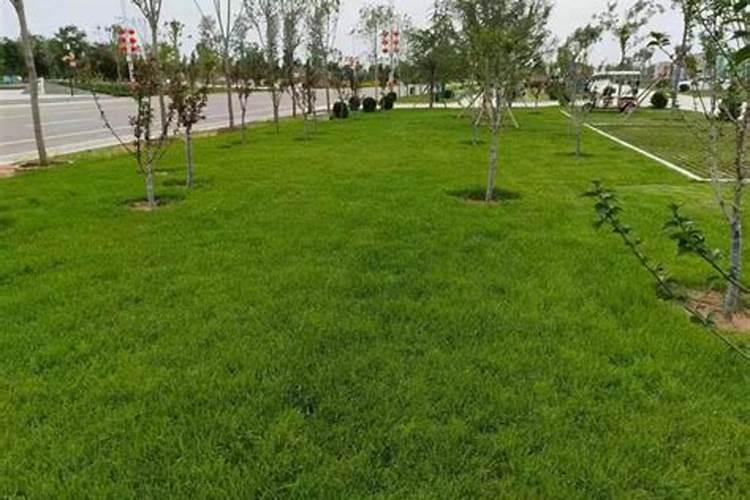 用什么草坪专用肥好