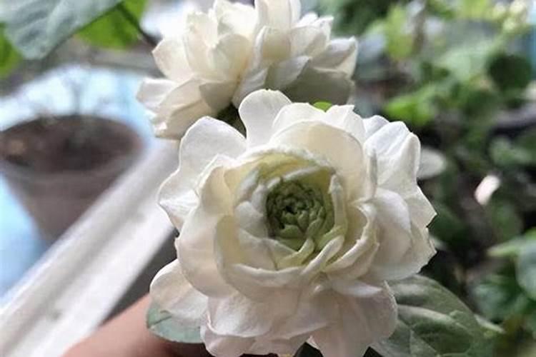 种荔枝施什么肥