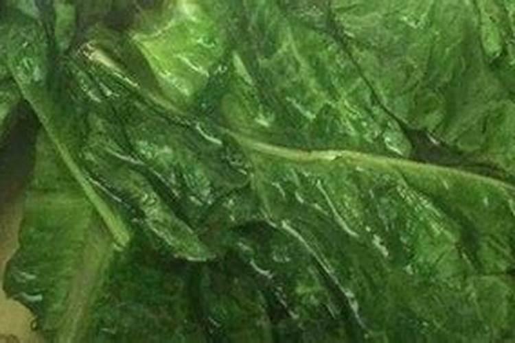 种红蒜要用叶面肥,种红蒜如何施叶面肥？