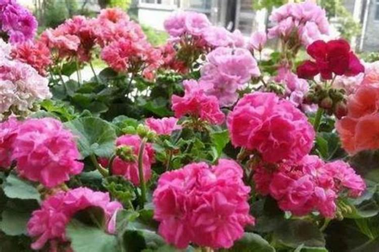月季施肥用什么肥料好别乱用不然只长叶不开花