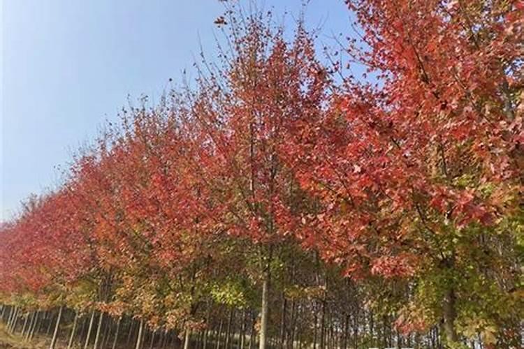 花生的几个最佳追肥时间 花生应该怎么施肥
