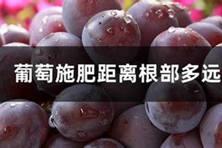 葡萄出土后需要施肥吗