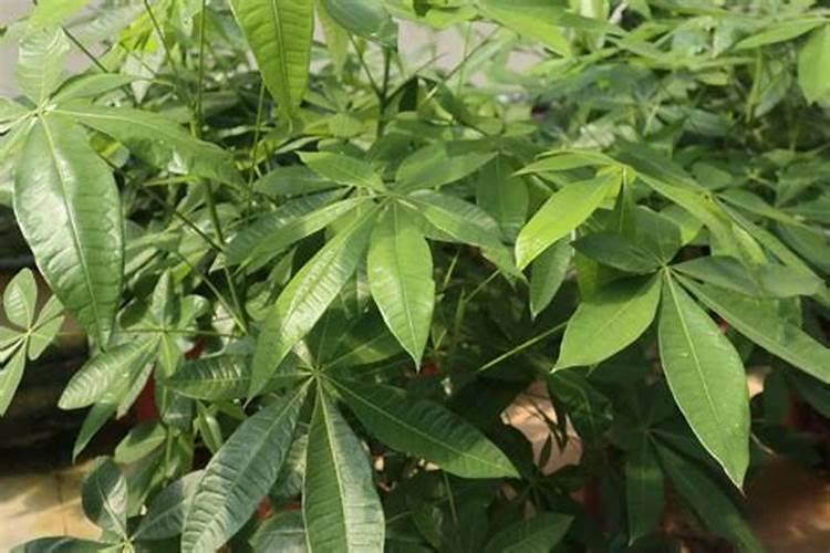 磷肥适合浇什么花