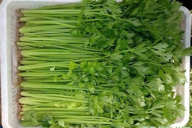 小香芹的种植方法和时间