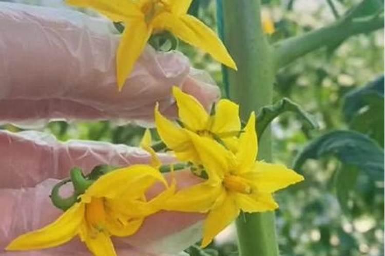 蕃茄开花肘需要加什么肥