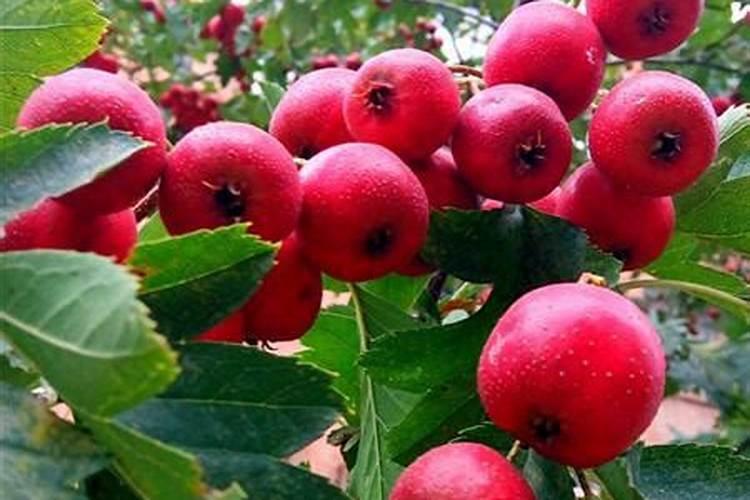 草子发芽后施什么肥料