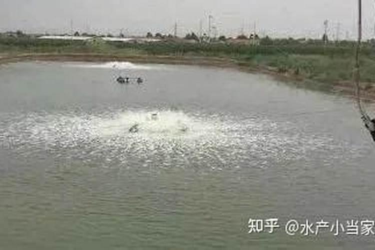 辣椒叶厚不长如何治病？