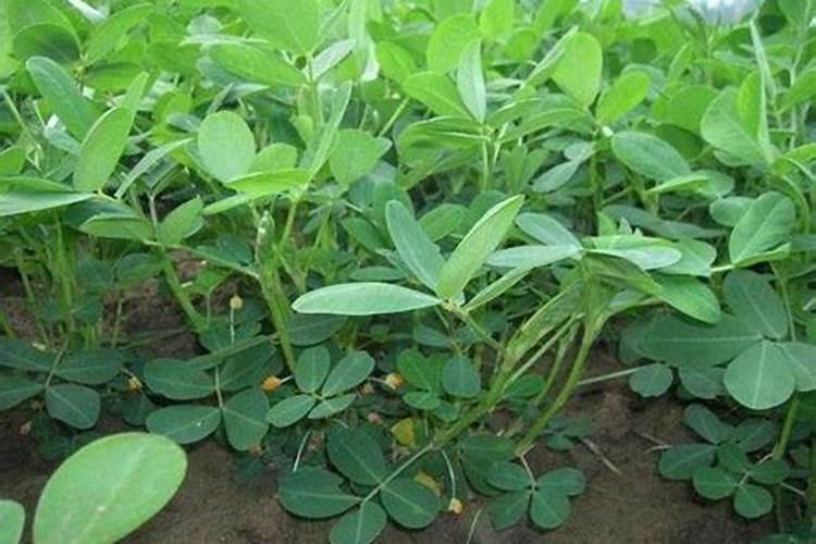 花生枯、菜籽饼、桐枯三种哪个肥料更好？