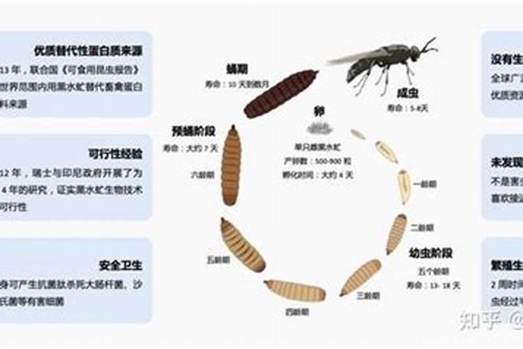 蝇蛆养殖技术