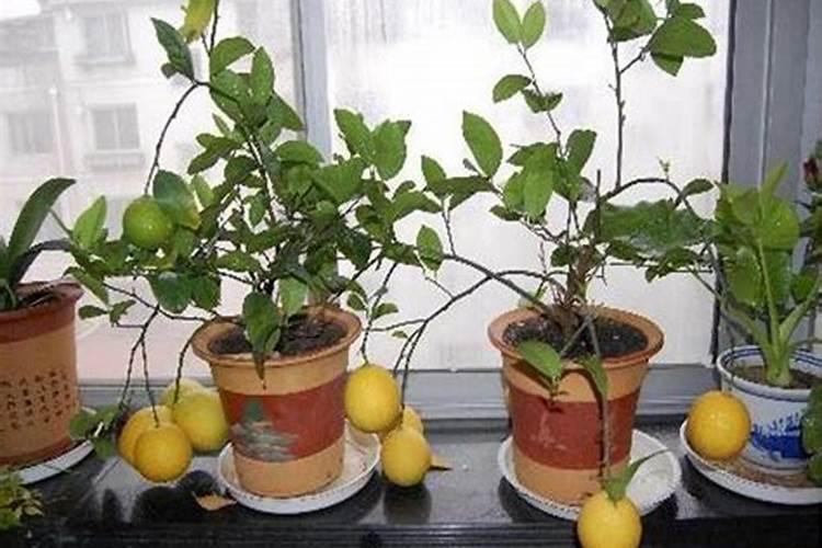 香水柠檬用什么肥料？