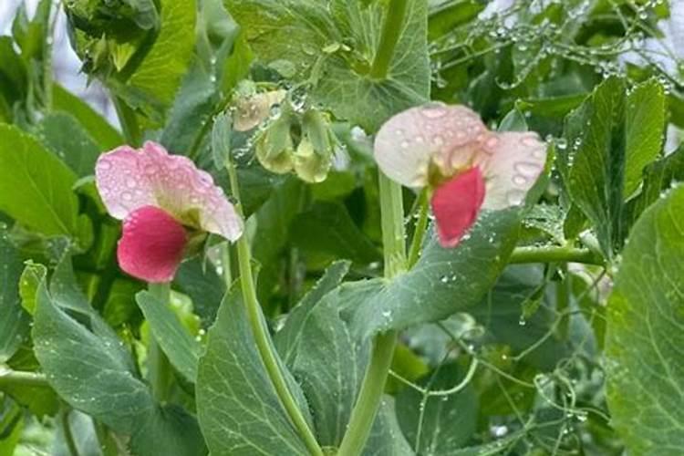 开花后的四季豆需要什么肥料