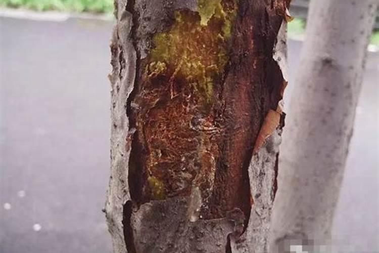 杨树裂皮是怎么回事？
