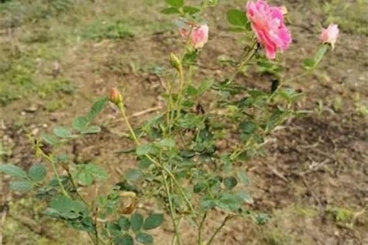 小麦打完叶面肥几天打除草剂？