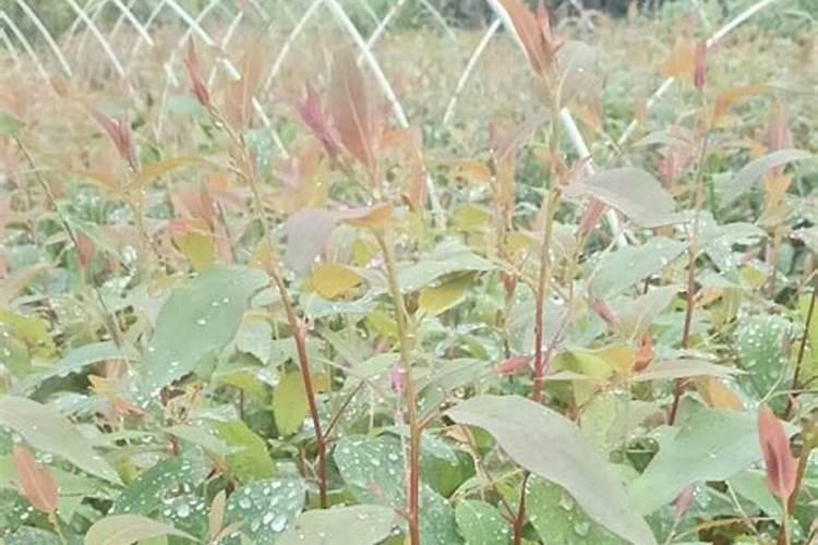 华沃特桉树专用肥价格