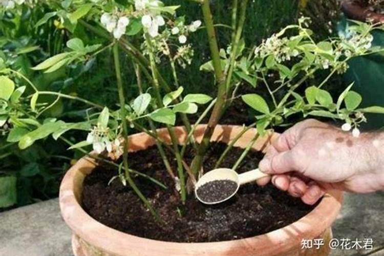 叶面肥的制作方法是什么？