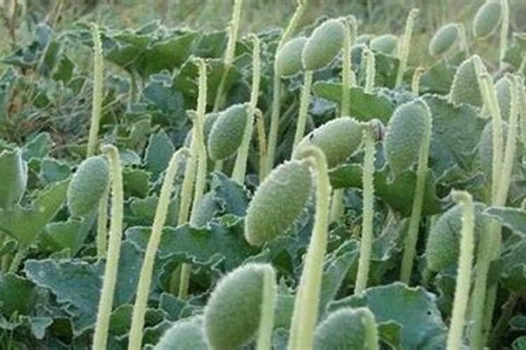 植物精华美颜霜效果怎么样？