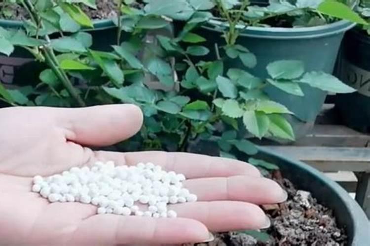 芸苔素内酯可以滴灌冲施吗一亩地冲是多少？