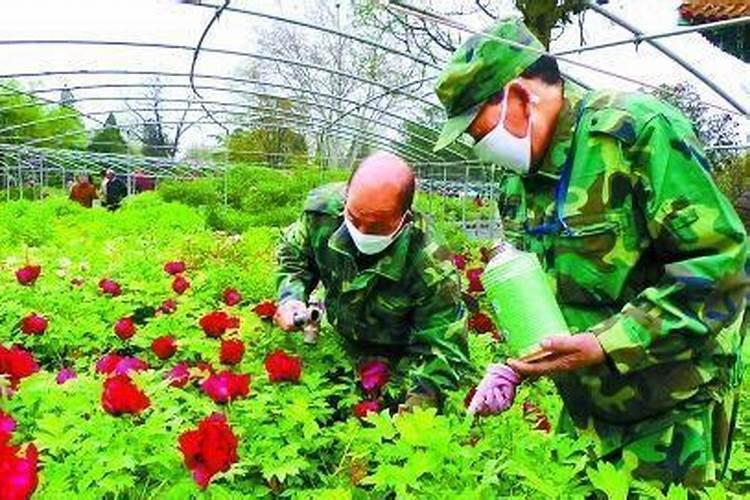 牡丹不开花怎么回事