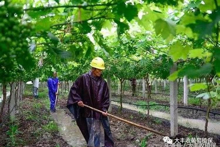 水溶肥使用时注意事项、方法与用量？