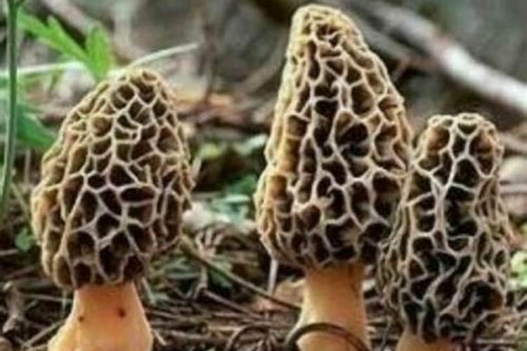 水溶肥溶于水后能放多久